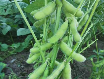 新鮮蔬菜配送:毛豆